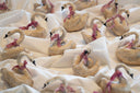 Deus Living - Christmas Swans Ornaments